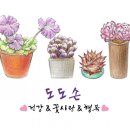 식물;마지 이미지