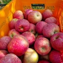 파파농장 이미지