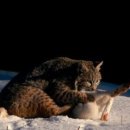 토끼사냥 이미지