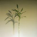 꿈꾸는 의자 이미지