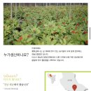 황토심마니영농조합법인 네이버블로그