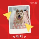 [급구] 큰 수술을 이겨낸 이지, 따뜻한 임보처를 찾습니다! 이미지