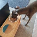 개스키라빈스 이미지