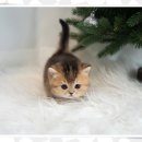 아!미덕감 반려가족호텔링 | 서울고양이분양 특별한 인연