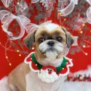 하이몽 애견미용실 이미지