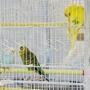 다이노 꽃밭에서 이미지