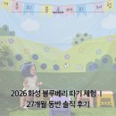 화성할인마트 | 2026 화성 블루베리 따기 체험 | 비봉농원 카페정보라 27개월 동반 솔직 후기