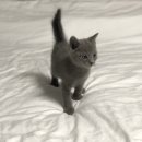 수원고양이분양 도레미캣 이미지