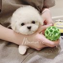 멈미스 이미지