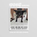 증평가정견훈련소 네이버블로그