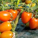 제로마진유통 이미지