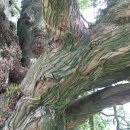 상만리 비자나무 이미지