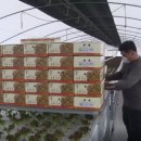 운봉동물병원 | 남원 운봉 고랭지상추 국내에서 인기, 일본으로 수출까지! (이오렉스 설치한 소OO 농가 소식)