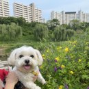 충현동물병원 - 3589 | 동작구 동물병원에서 봄이 건강검진 받고 왔어요