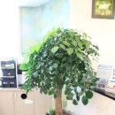 연세느티나무치과의원 이미지