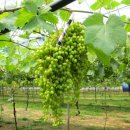 금성농장 이미지