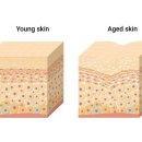 중앙땅콩 이미지