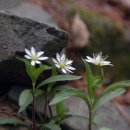 긴머리 소녀 이미지