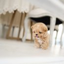 디디펫 수원강아지분양 이미지