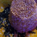 순수치킨 수유점 이미지