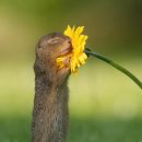 나는고양이 이미지