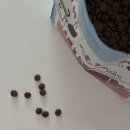 미니도그 이미지