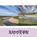 번암리 조천연꽃공원1 | 조천연꽃공원 벚꽃, 아직 안 늦었어요!(주차 꿀팁)