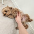 오쉬오트 이미지