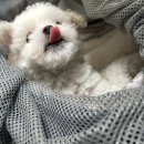 매일멍냥8 | 강아지 눈물 없애는 방법 3년간의 후기 _(알러지 검사 후기, 눈물 냄새, 제품 추천, 아이엔비 눈물...