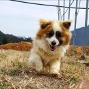 김천연합동물병원 이미지