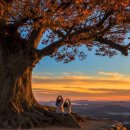 사랑나무 이미지