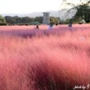 경주 첨성대 핑크뮬리 시기 가을 산책 명소 가볼만한곳 이미지