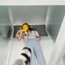 에덴 애견 유치원 호텔 이미지