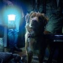 GOOD LIFE DOG 이미지