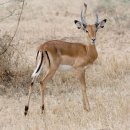 세렝게티 국립공원 Tanzania Serengeti National Park 이미지