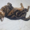 오금대림아파트(외) 이미지