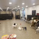 잠실애견카페도그마루
