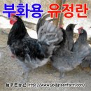 늘푸른청계농원 이미지