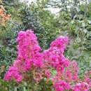 산유화농장 이미지