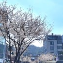 서애로 이미지