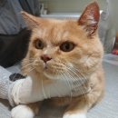 예뻐질고양 이미지