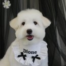 디오네 도그케어 이미지