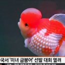 금붕어 이미지