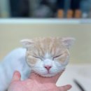 무마취 고양이 미용실 반할고양 이미지