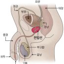 전립선에 좋은 식품 이미지