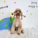 애견미용 이미지
