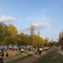 목동즐거운약국 | 2026년 4월 첫째 주 주간일기 - 벚꽃시즌