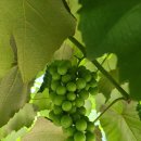 쌍류포도정원협동조합 | 세종 가볼만한곳, 관광두레 스토리공모전 수상에 빛나는 쌍류포도정원협동조합