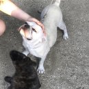 치산닭오리마을 이미지