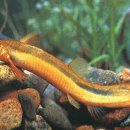 뽑기쉼터 이미지